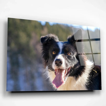 dogPlexiglass Canvas_4